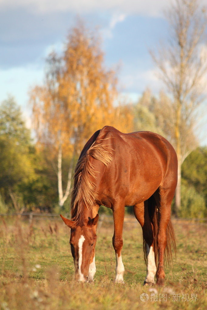 匹栗色的马在牧场上吃
