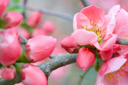 粉红色的花和芽的春天的花朵