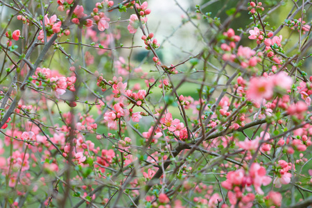 粉红色的花，花与芽春天背景