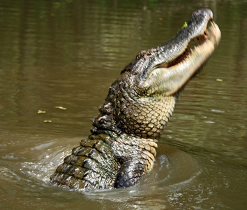 alligator i rrelse