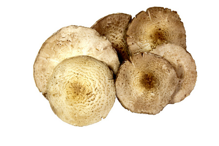六个孤立的白色衬底上的本土的蘑菇