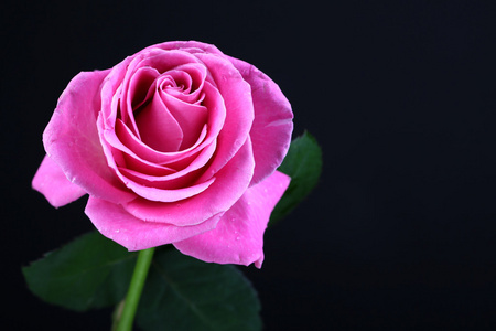 孤立在黑色的粉色玫瑰