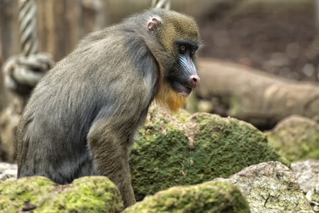 孤立的 mandrill 猴子肖像