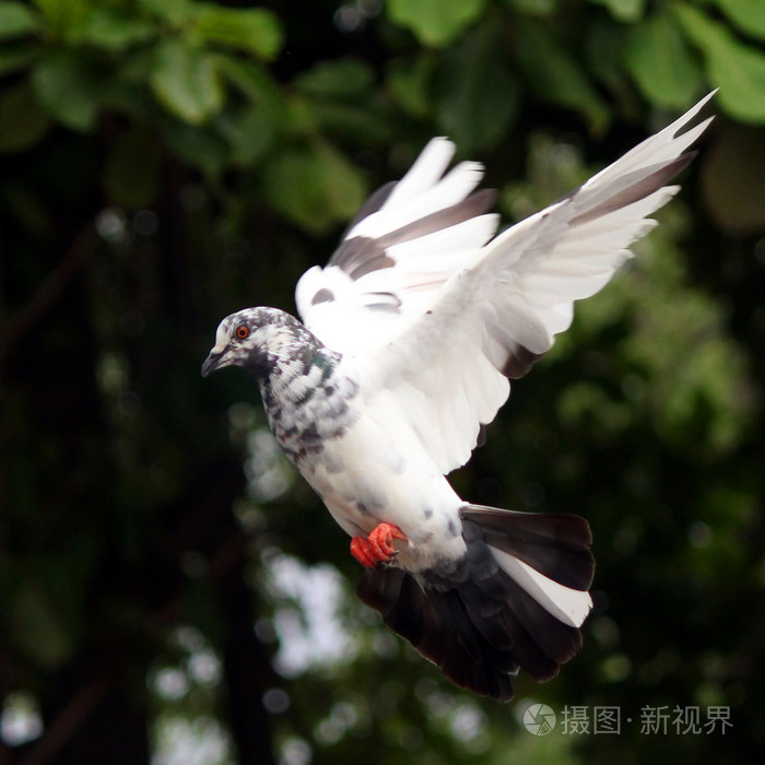 飞行鸽照片-正版商用图片1f3shs-摄图新视界