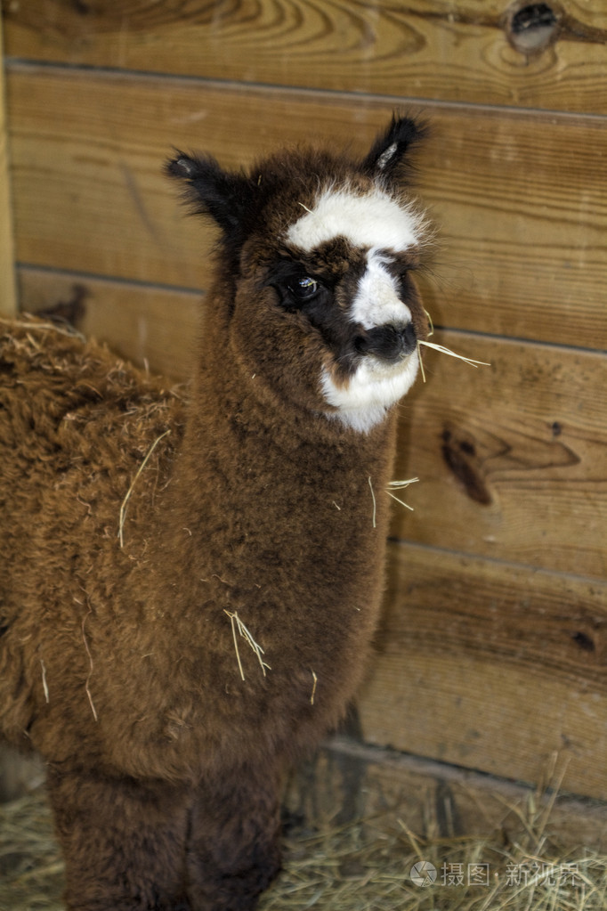 秘鲁婴儿羊驼毛5骆马类帕