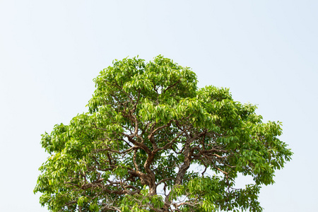 在泰国东北部的热带树