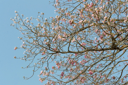 粉红色潘提普阁树