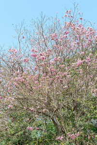 粉红色潘提普阁树