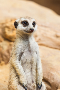 猫鼬或 suricate，suricata suricatta