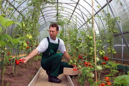 工人收获番茄的温室