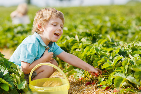 快乐的小小孩男孩上摘草莓园采摘 strawberri