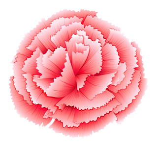 香石竹的粉红色花