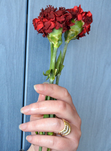 手拿康乃馨图片