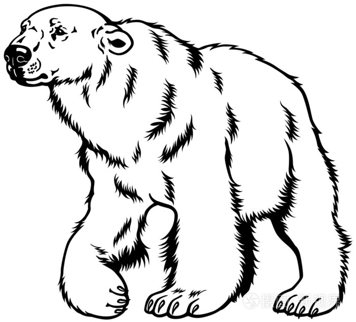 北极熊黑色白色插画-正版商用图片1f3xih-摄图新视界