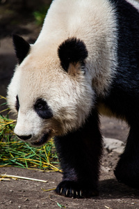 大熊猫熊走