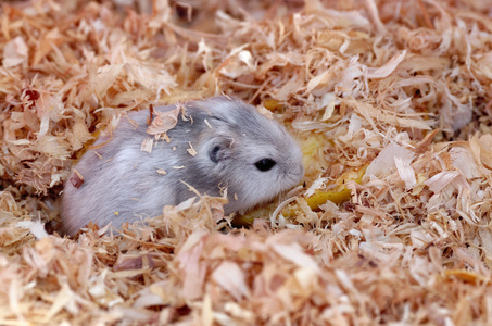 俄罗斯仓鼠图片