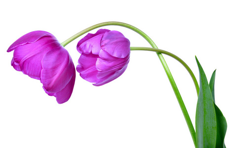 孤立的紫色郁金香
