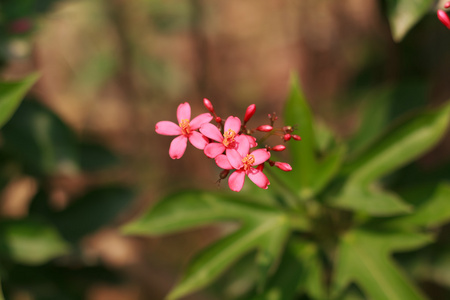 粉色的花