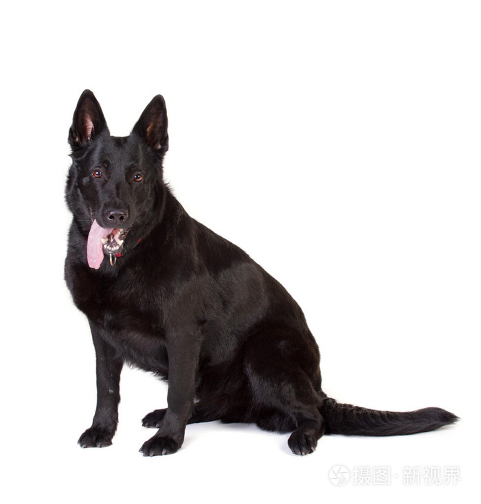 黑德国牧羊犬