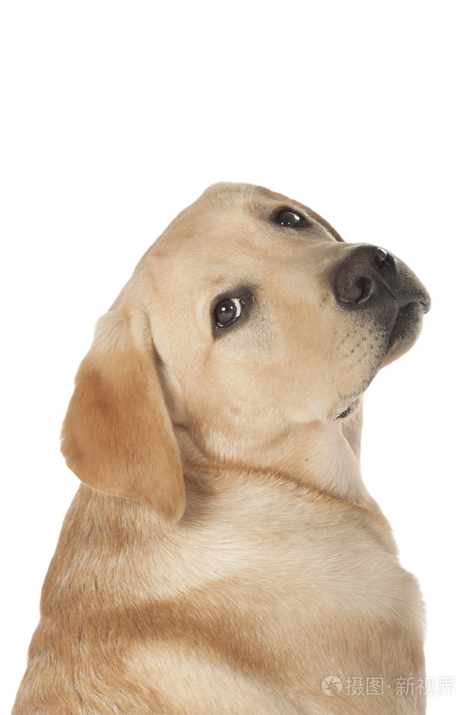 孤立的白色背景上的美丽拉布拉多犬