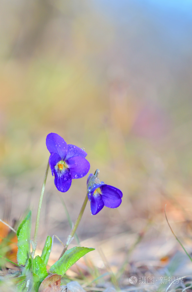紫罗兰紫罗兰春天里的花朵