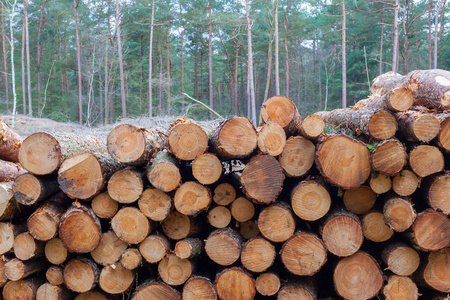 林业产业砍伐树木图片