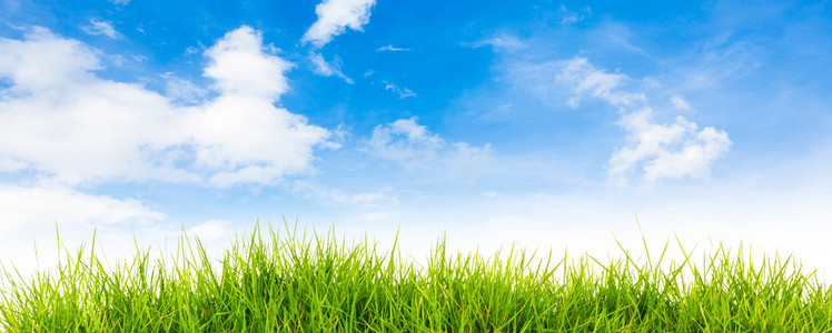 春天自然背景与在后面的草和蓝色天空