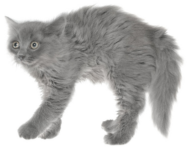 受到了惊吓受到惊吓的灰色小猫照片