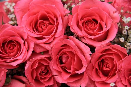 粉色的玫瑰，在新娘的安排