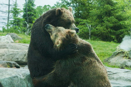 两个 棕色 棕熊战斗