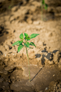 在 soil1 中的植物