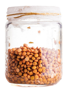 湿发芽在一个玻璃瓶中的小扁豆