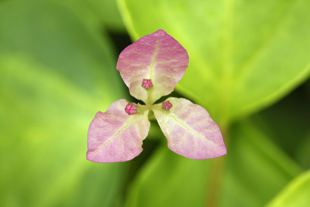 从叶裂开的花选择性聚焦