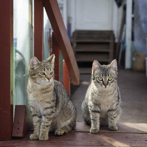 两只灰色的猫