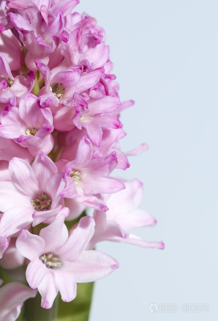 白底粉红风信子