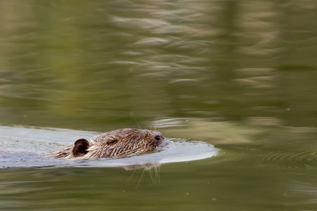 在游泳时的孤立海狸海狸鼠