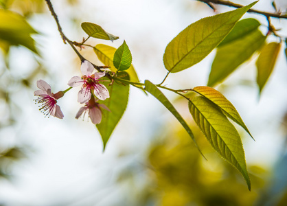 小指野生喜马拉雅山樱桃花 blossom4