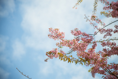 因蓝 sky2 小指野生喜马拉雅山樱桃花盛开