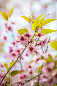 美丽的粉红野生喜马拉雅山樱桃花 blossom4