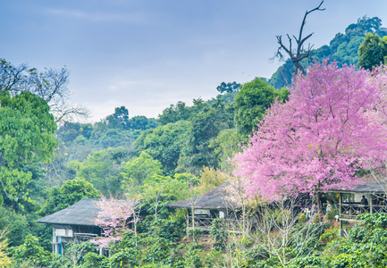 与野生喜马拉雅山樱桃 flower2 山间木房子里