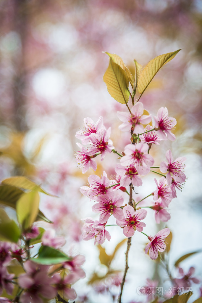 樱桃花真实图片图片