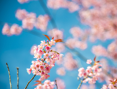 小指野喜马拉雅樱花带蓝天