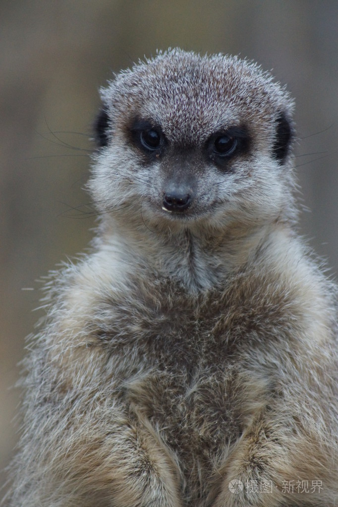 猫鼬suricatasuricatta