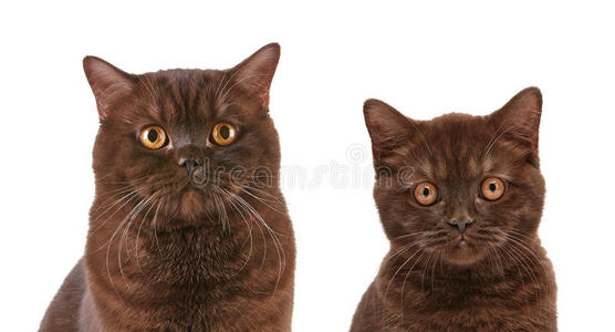 棕色英国短毛猫和小猫