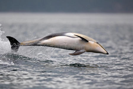 太平洋象拔蚌太平洋白鳍豚跳跃照片