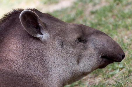 tapirus terrestris特写肖像