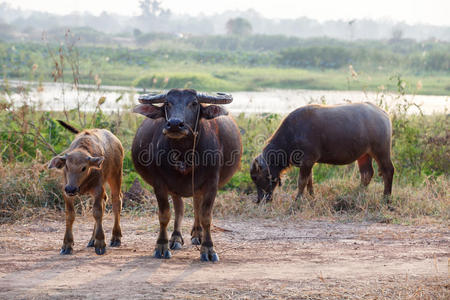 泰国野牛
