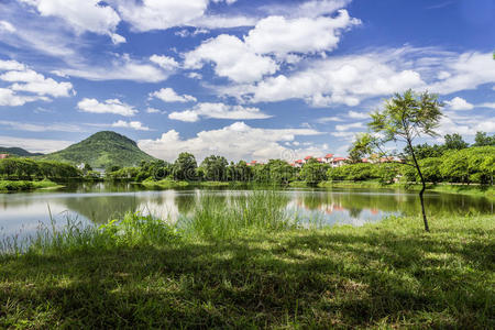 夏季景观