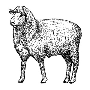 牛肉, 羊肉, 兔子, 手绘水彩男性的落基山脉大角羊公羊站 zentange