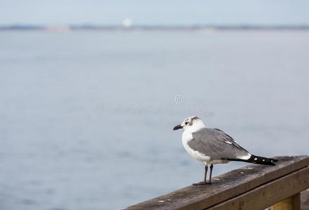 木码头上孤独的海鸥